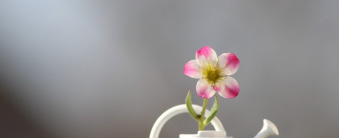 Giesskanne mit Blume